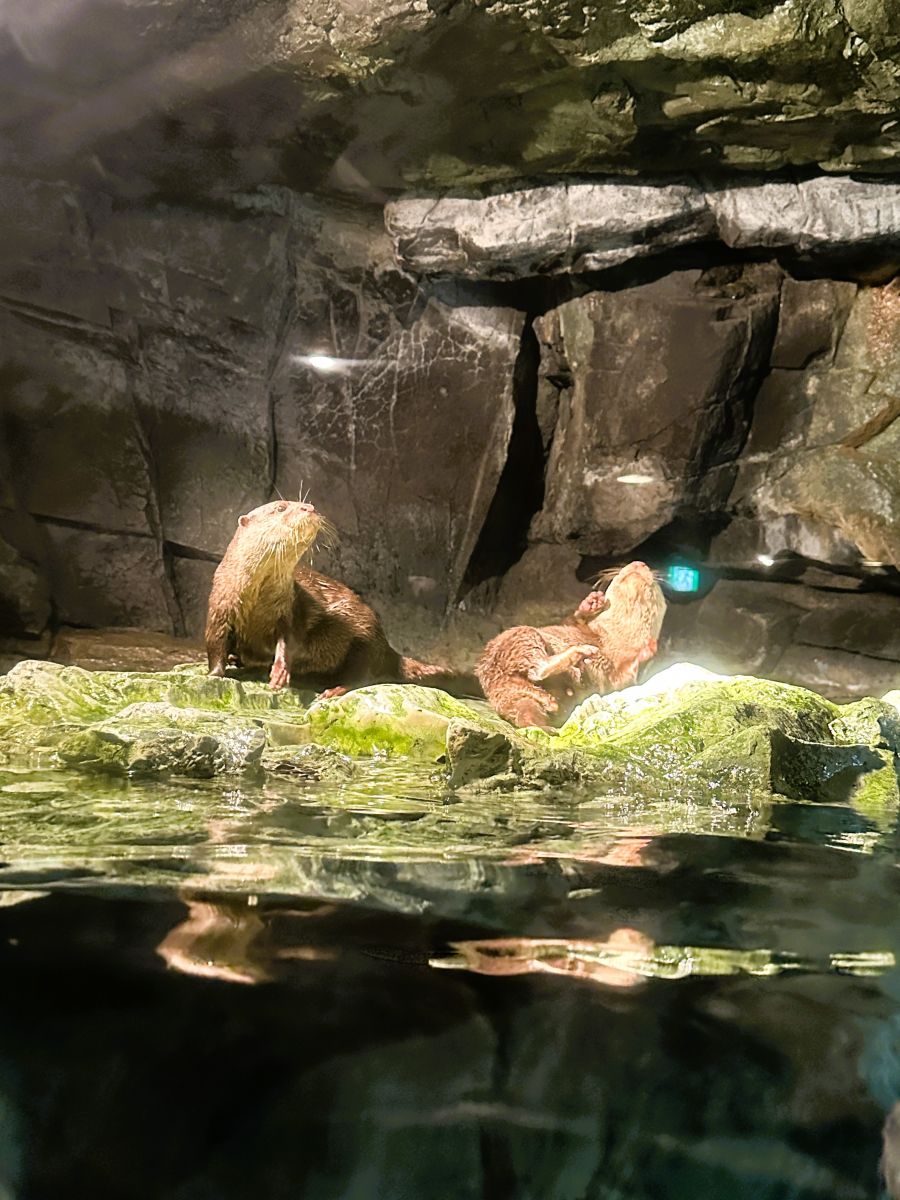 10박11일 오사카 교토 여행1(스압)_17.jpg