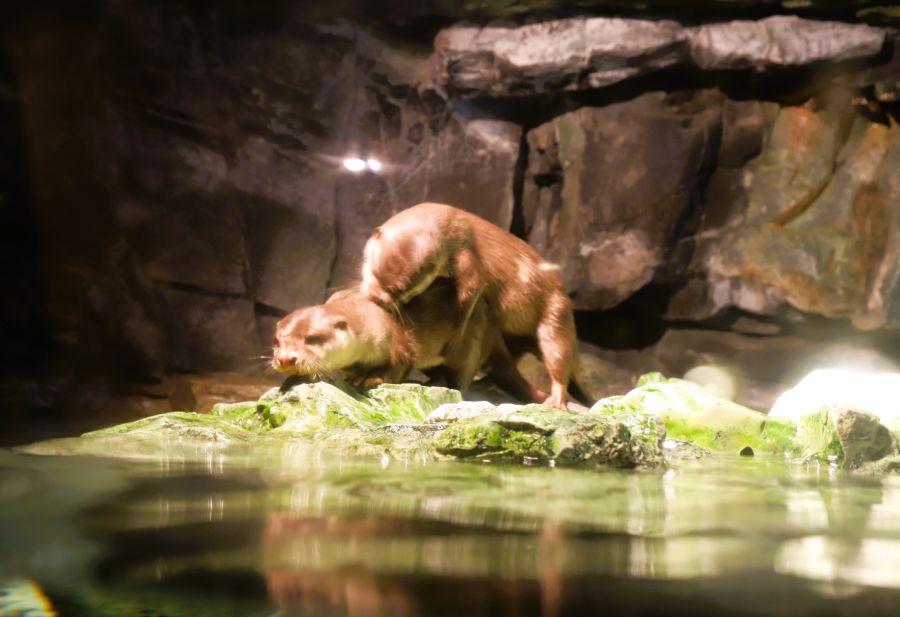 10박11일 오사카 교토 여행1(스압)_20.jpg