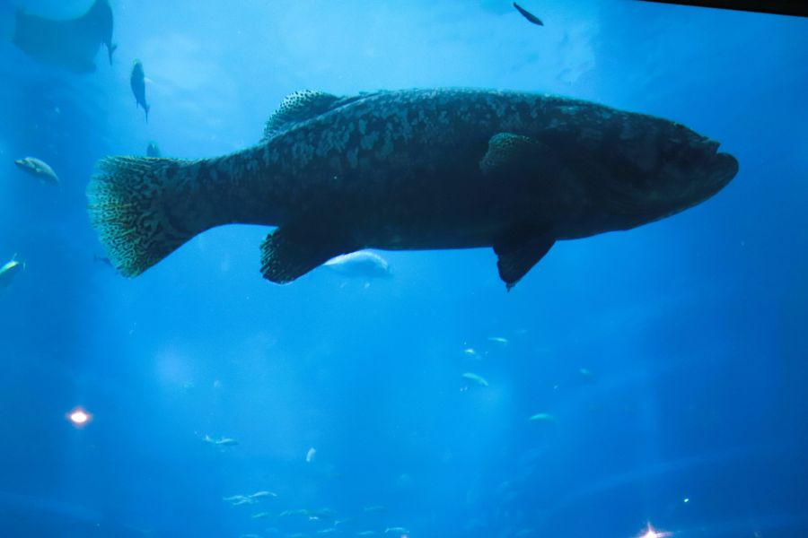 10박11일 오사카 교토 여행1(스압)_25.jpg