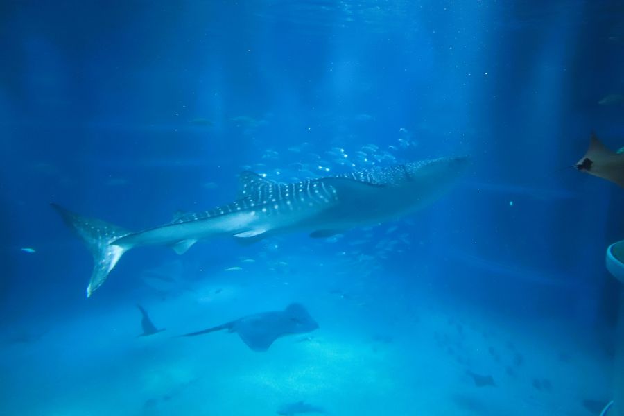 10박11일 오사카 교토 여행1(스압)_28.jpg