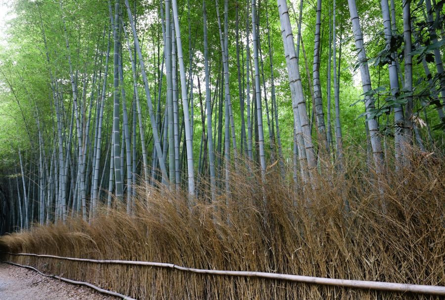 10박11일 오사카 교토 여행8(스압)_51.jpg