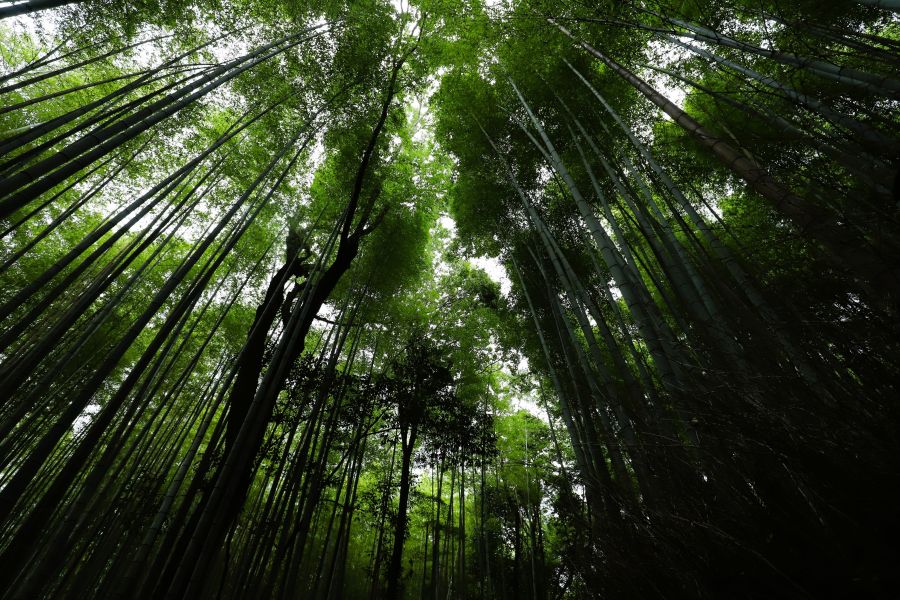 10박11일 오사카 교토 여행8(스압)_53.jpg