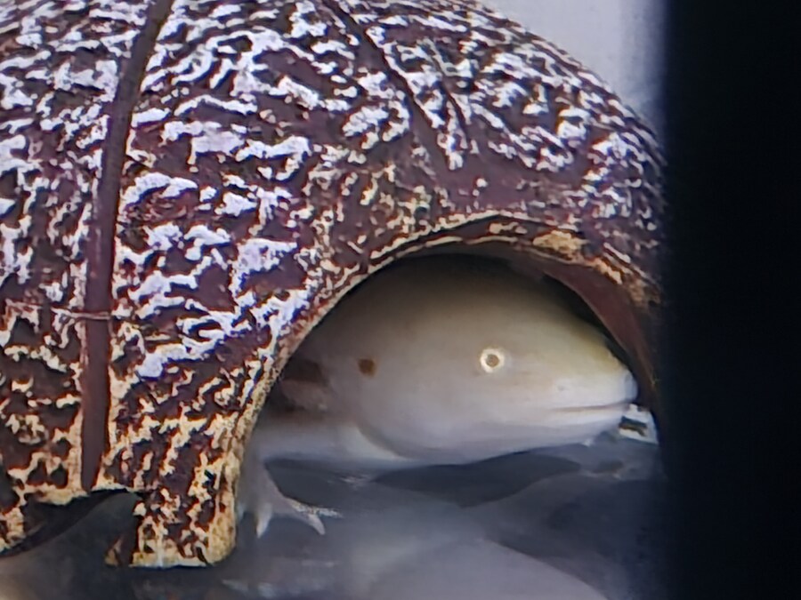 수조)어둠속의 럼프_1.jpg