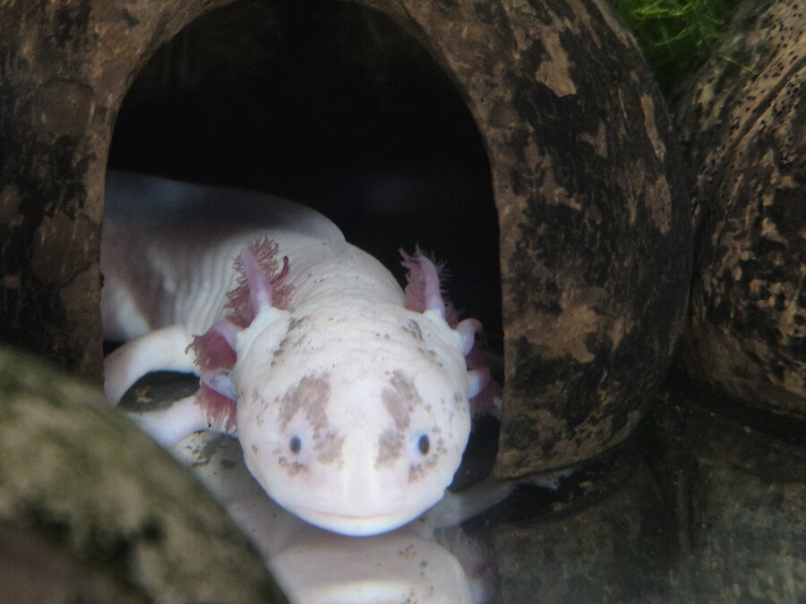 수조)쉬고있는 부시_1.jpg