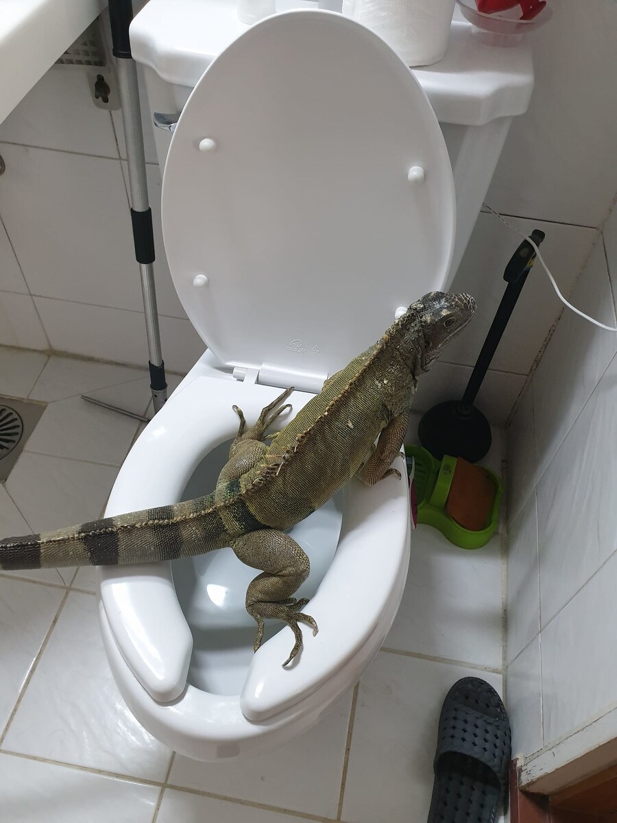 (스압주의) 제가 그린 동물 그림 올려봅니다_159.jpg