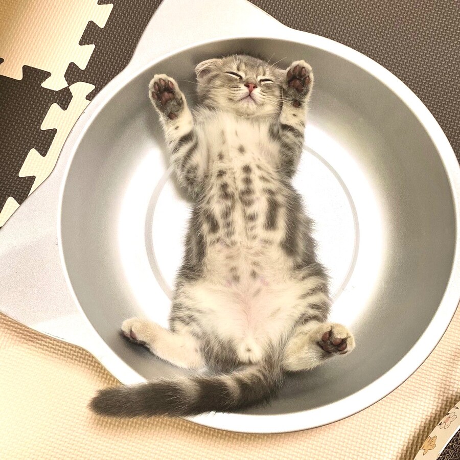 아침 확대 고양이.jpg_1.jpg