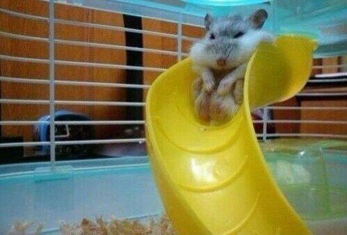 다이어트 실패한 햄스터_2.jpg