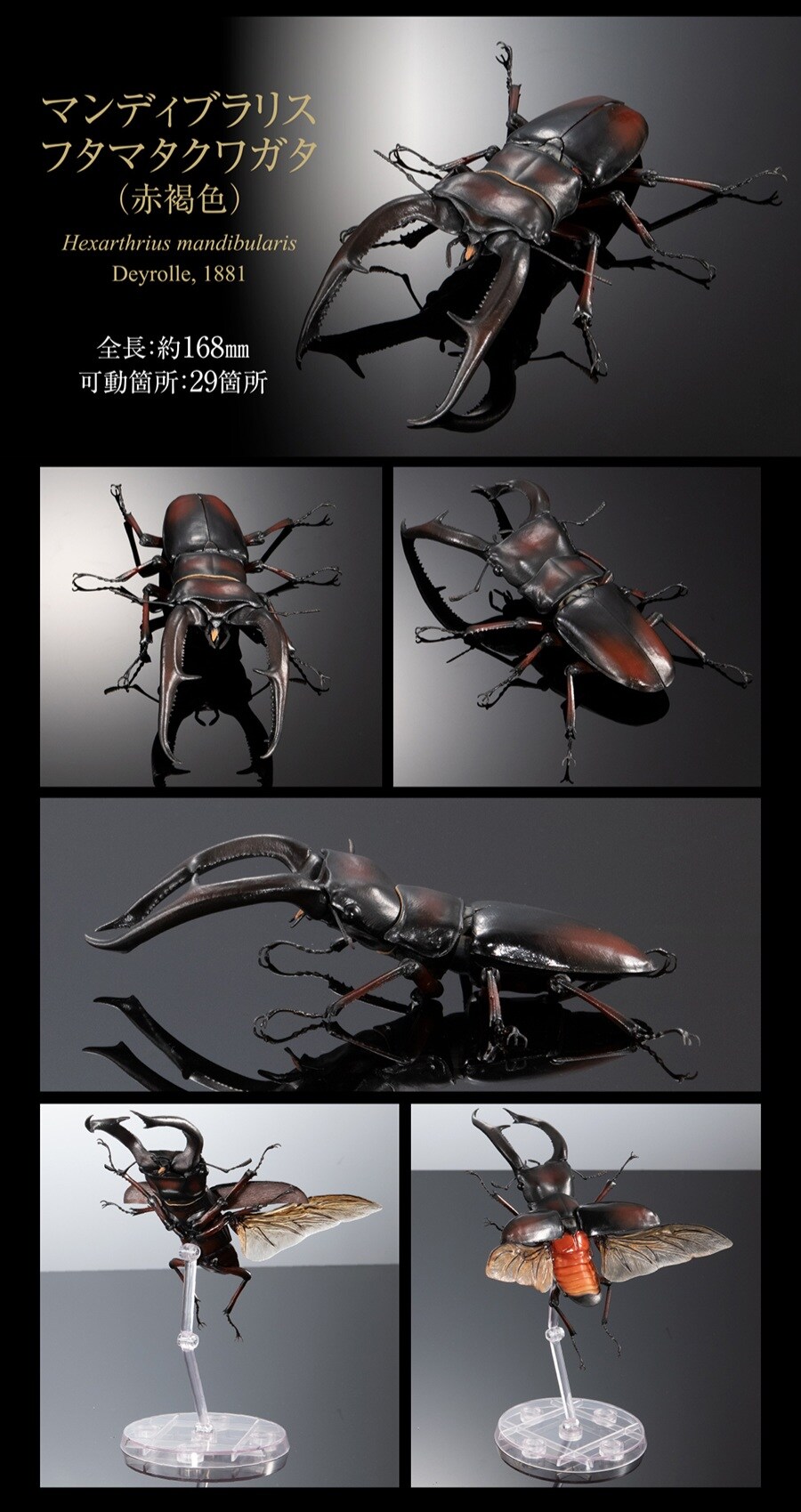 [반다이 가샤폰] 생물대도감 어드밴스 기라파톱/만디블라리스큰턱 사슴벌레_10.jpg
