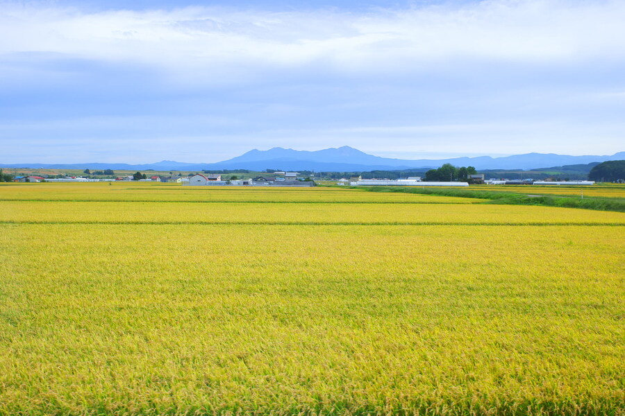북쪽의 대지, 홋카이도 여행 4부 (비에이)_3.jpg