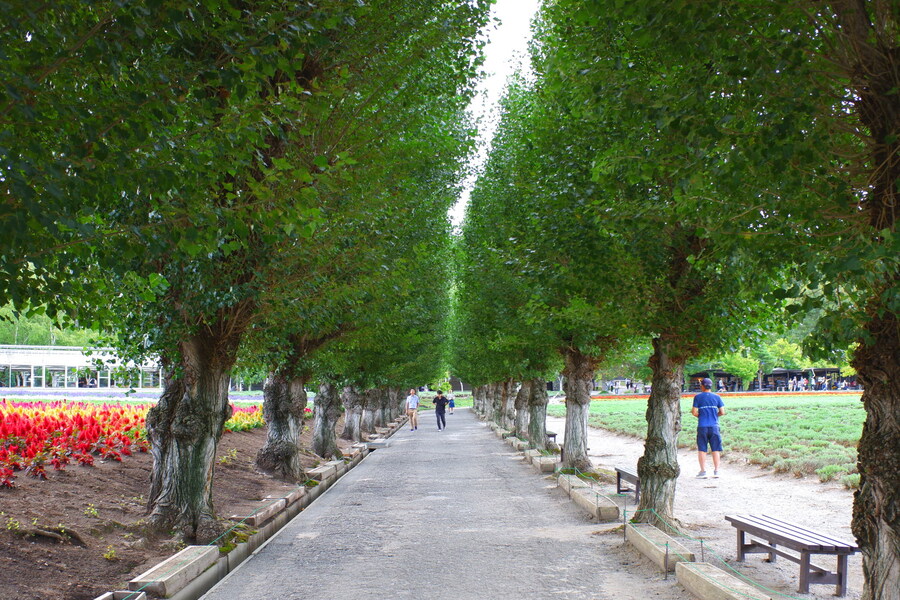 북쪽의 대지, 홋카이도 여행 4부 (비에이)_63.jpg