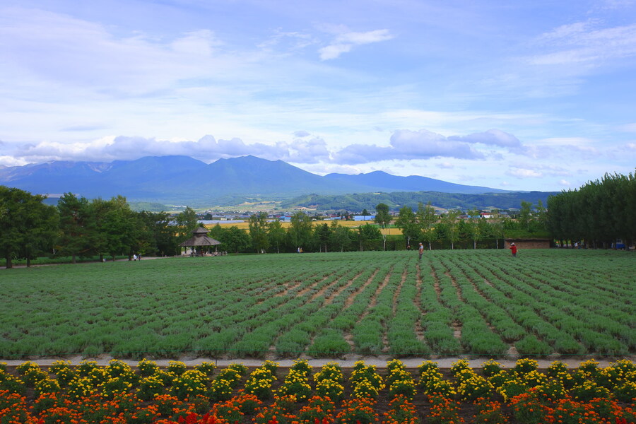 북쪽의 대지, 홋카이도 여행 4부 (비에이)_65.jpg