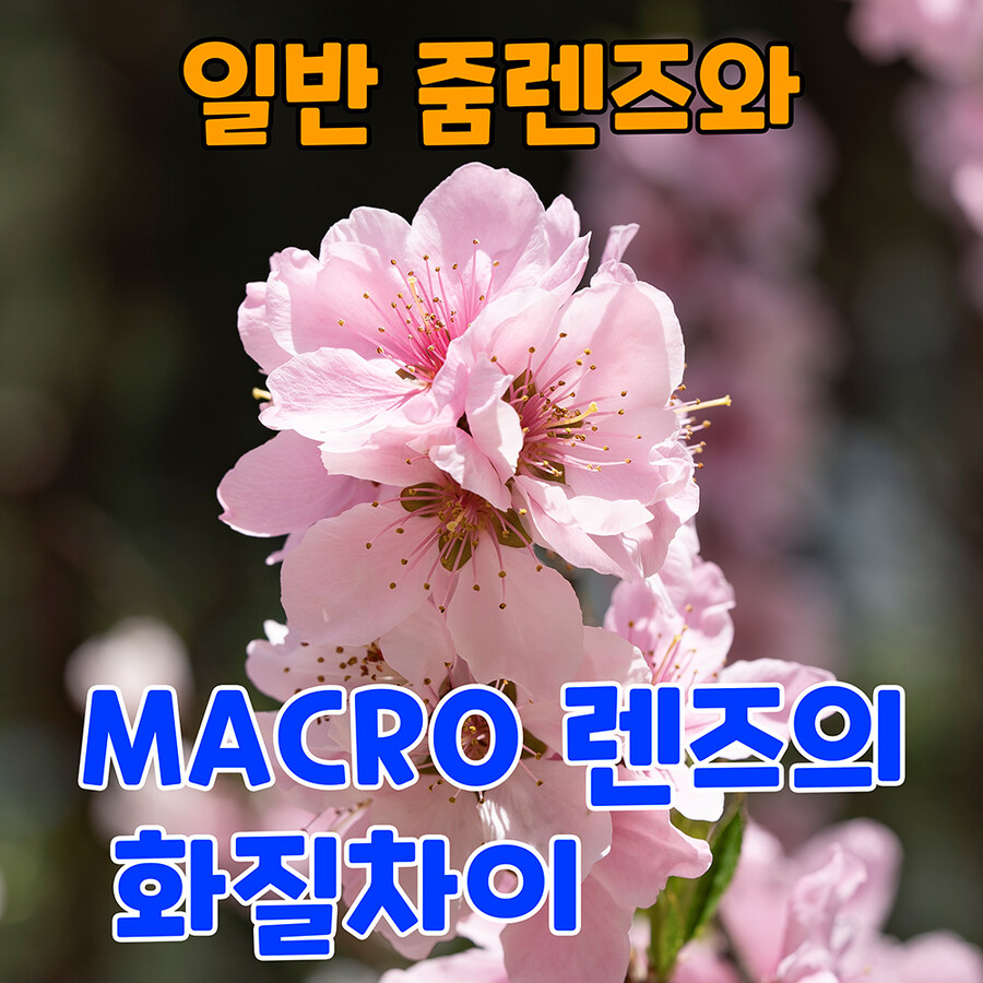 일반 줌렌즈와 MACRO 렌즈의 화질차이 입니다._1.jpg
