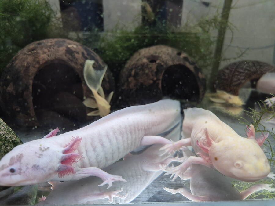 수조)나란히 선 럼프와 부시_1.jpg