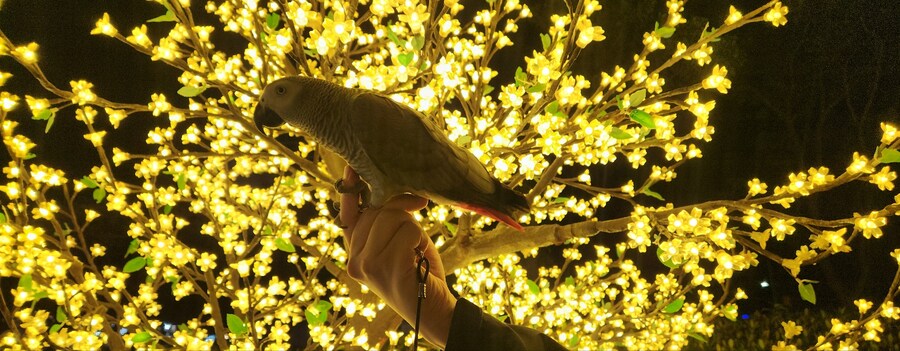 야간산책하는 회색앵무_2.jpg