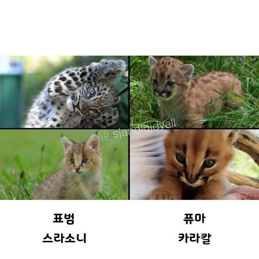 귀여운 야생의 고양이 애기들_2.jpg