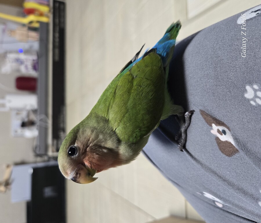 아가 모란앵무 탄생_3.jpg