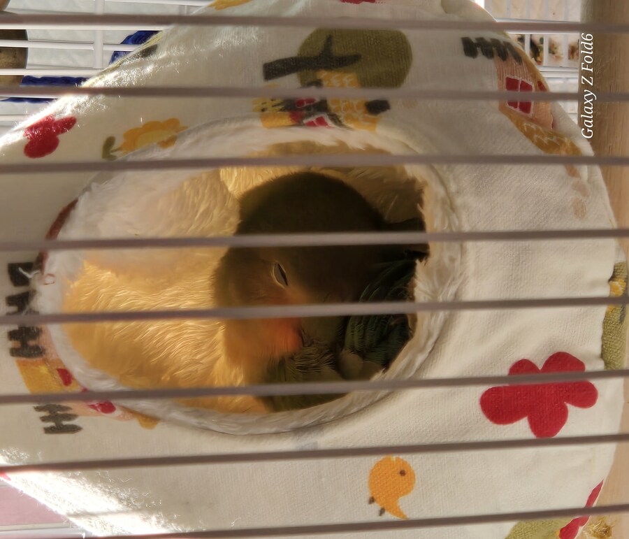 아가 모란앵무 탄생_2.jpg