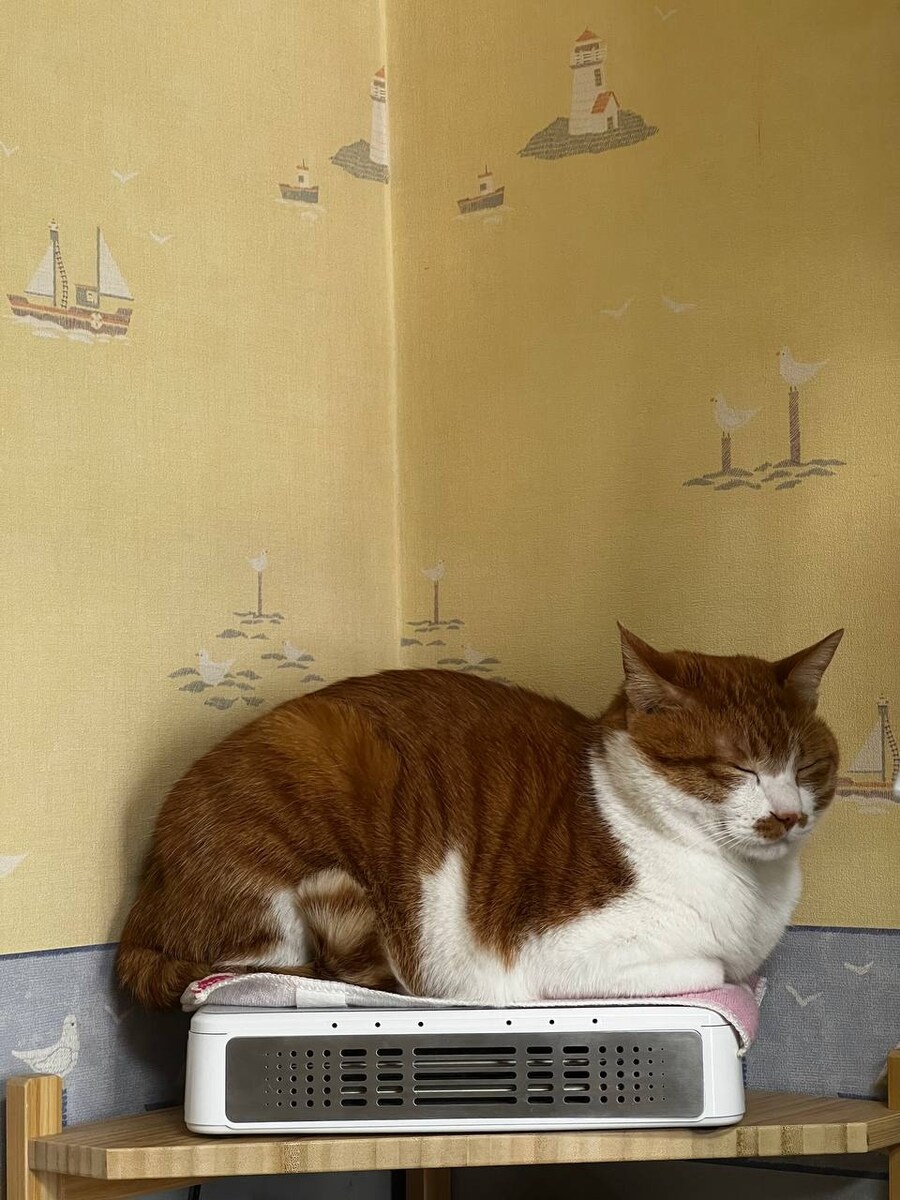 인생은 냥이처럼..._1.jpg