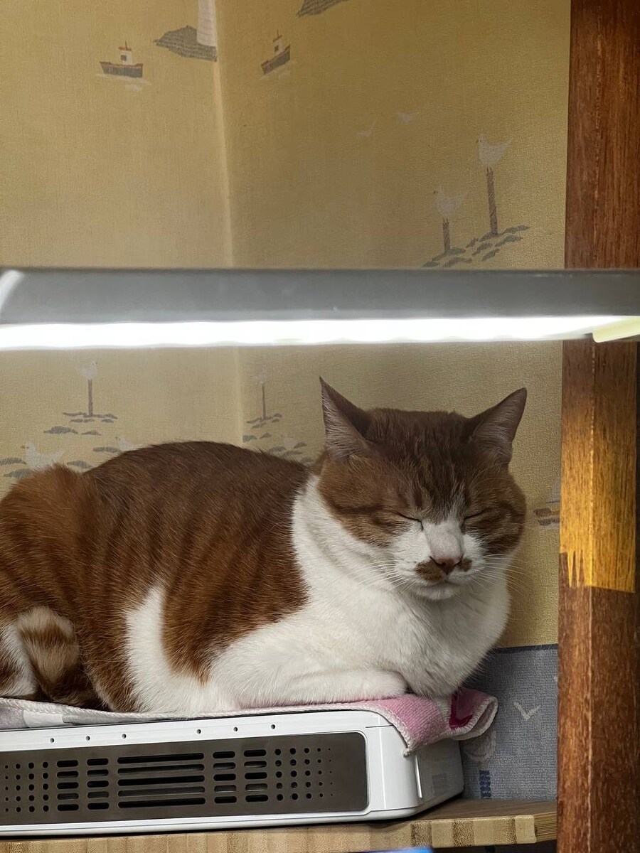 인생은 냥이처럼..._2.jpg