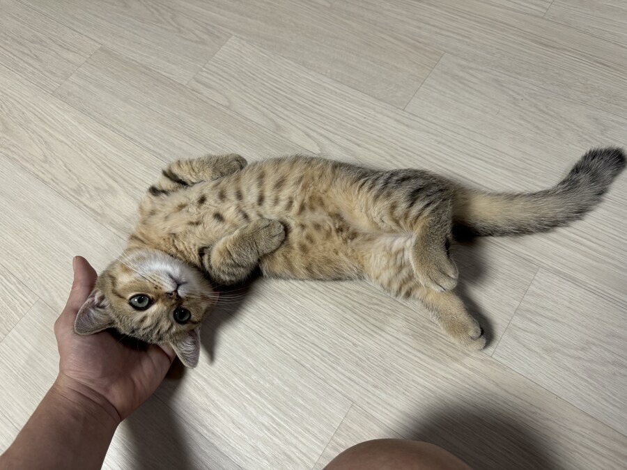 짹슨이 근황입니다^^_1.jpg