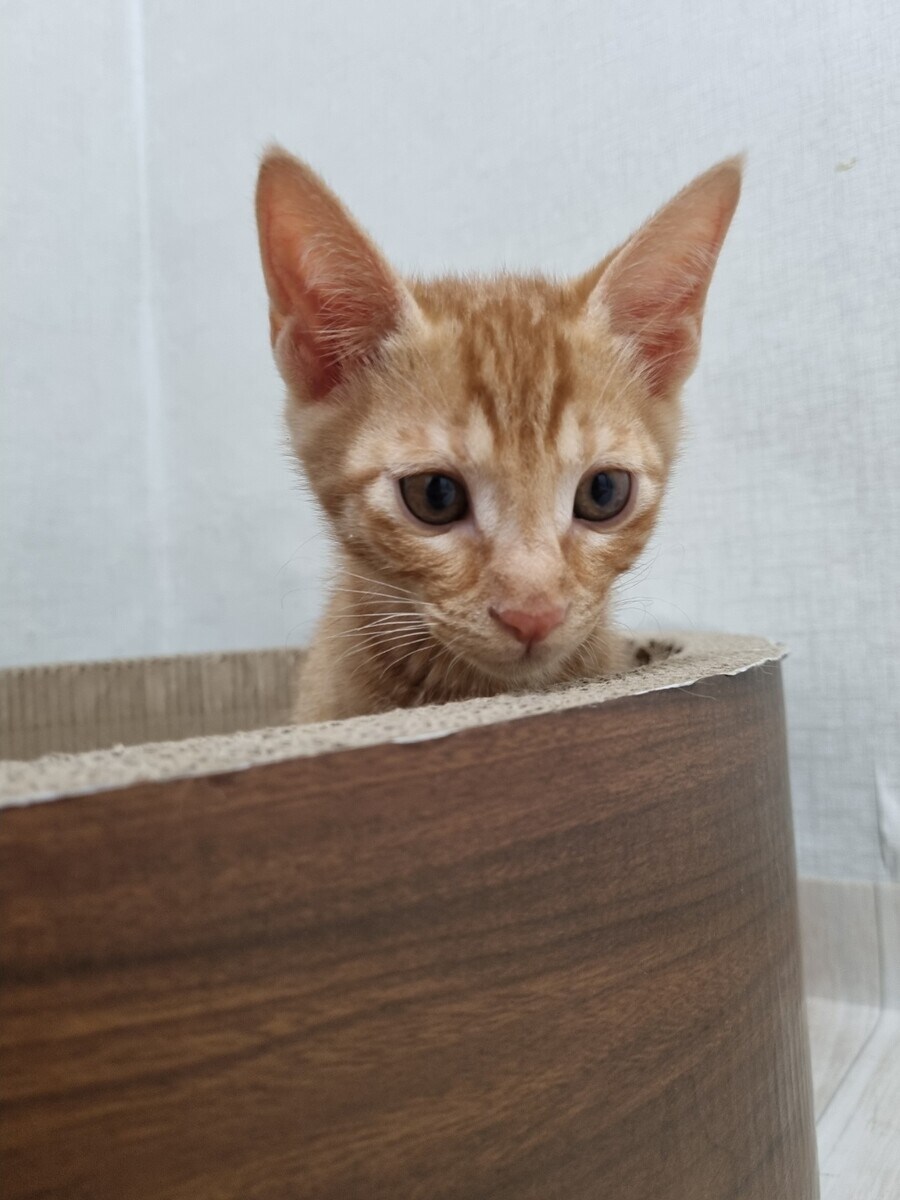 여동생이 아기때 데리고온지 언 7개월 곧_1.jpg