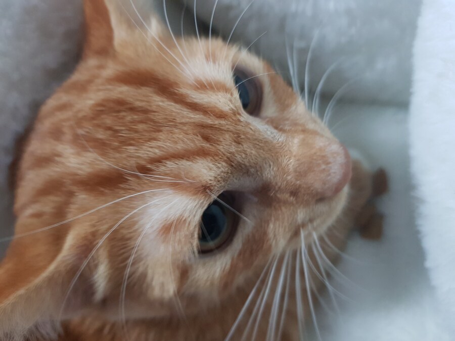 여동생이 아기때 데리고온지 언 7개월 곧_3.jpg