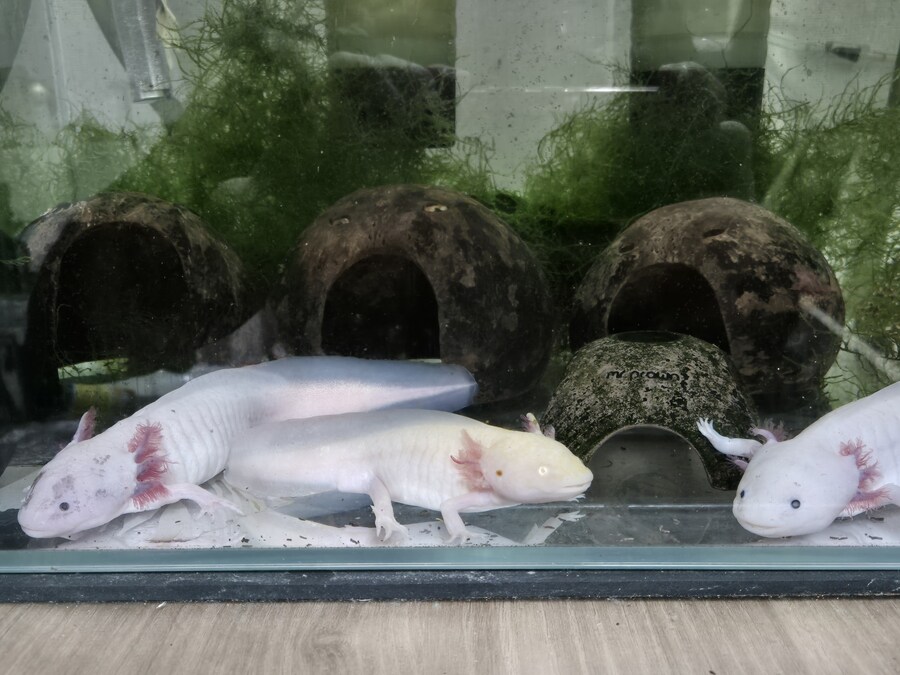 수조)왜 오늘도 애들이 밖에 나와있냐.._1.jpg