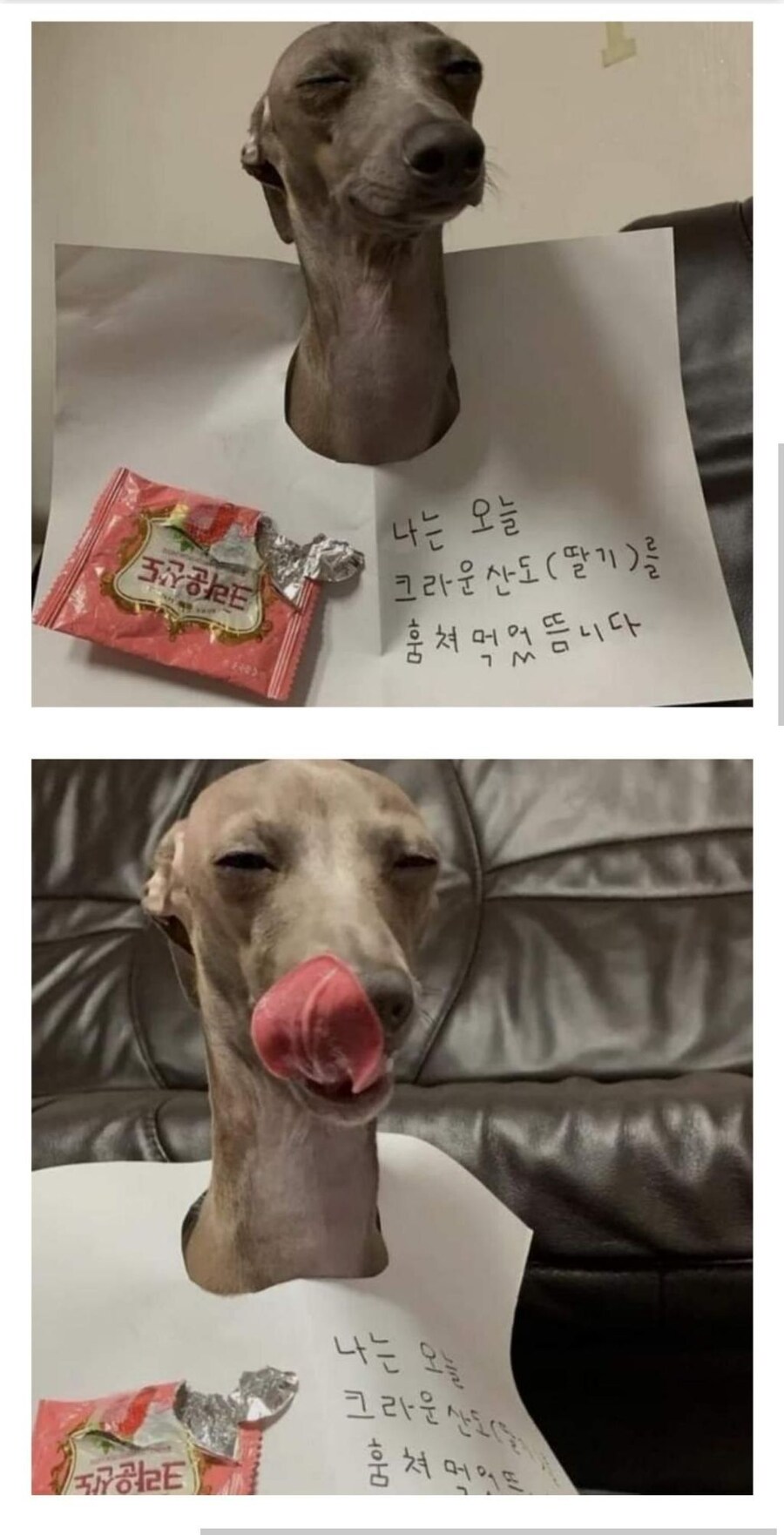 크라운 산도 훔쳐먹은 강아지_1.jpg