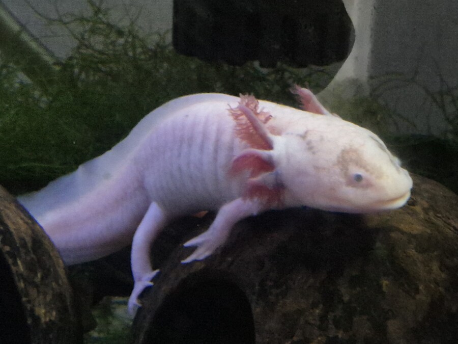 수조)코코넛 위의 부시_1.jpg