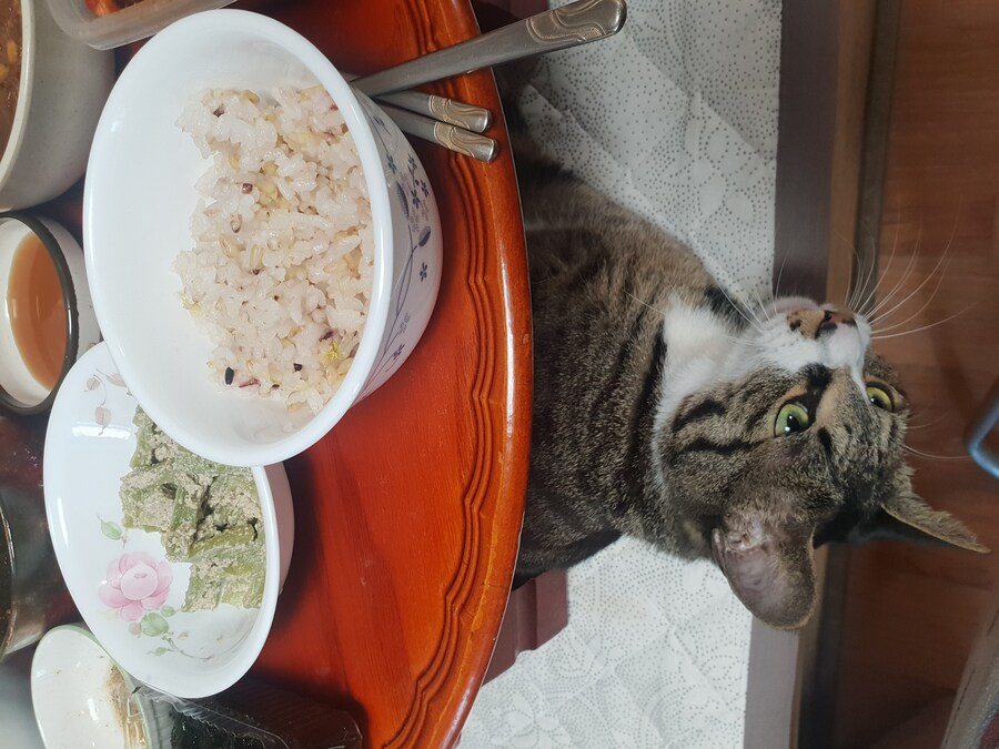 밥상머리 밑에 고양이 출몰_1.jpg