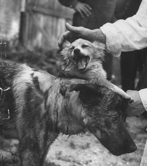 약혐)어미개에다 강아지를 꿰메어 붙힌 소련의 동물 실험.jpg_3.jpg