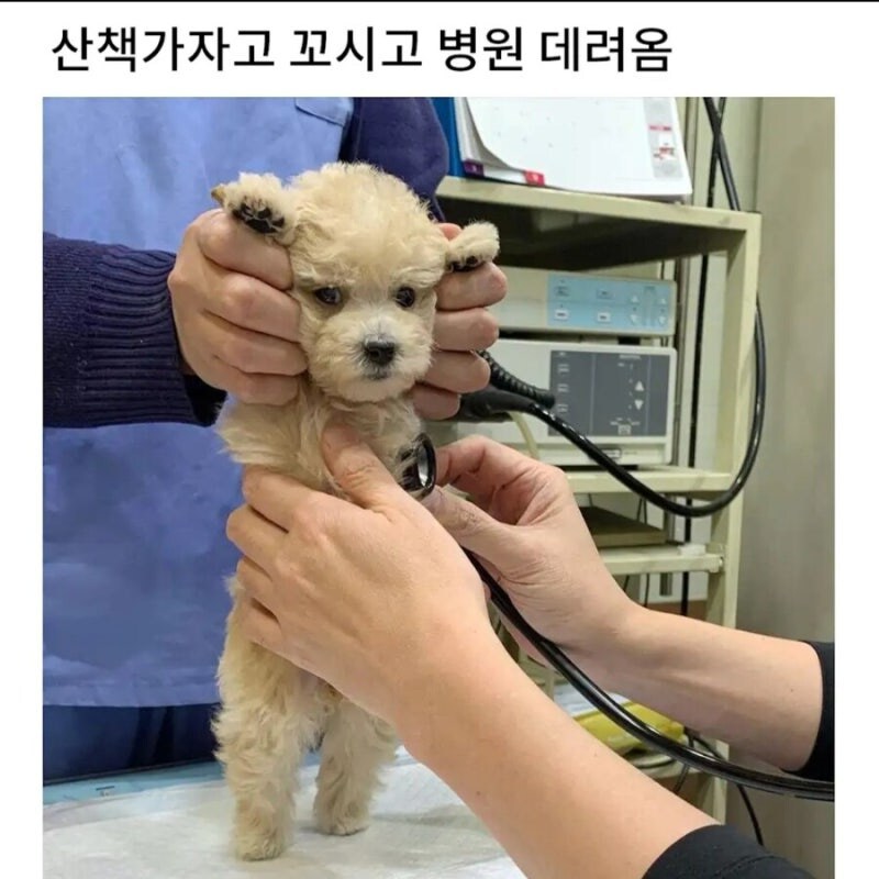 댕댕이 병원 갈때 국룰_1.jpg