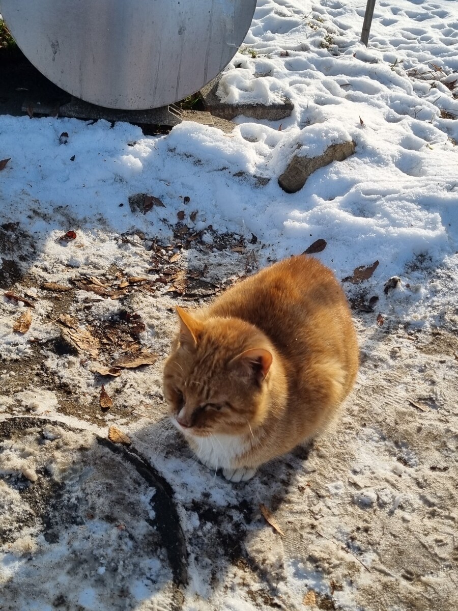 쓰레기통 관리냥_3.jpg