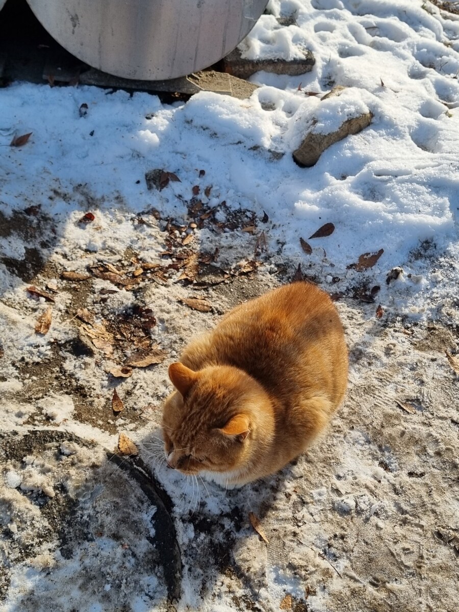 쓰레기통 관리냥_4.jpg