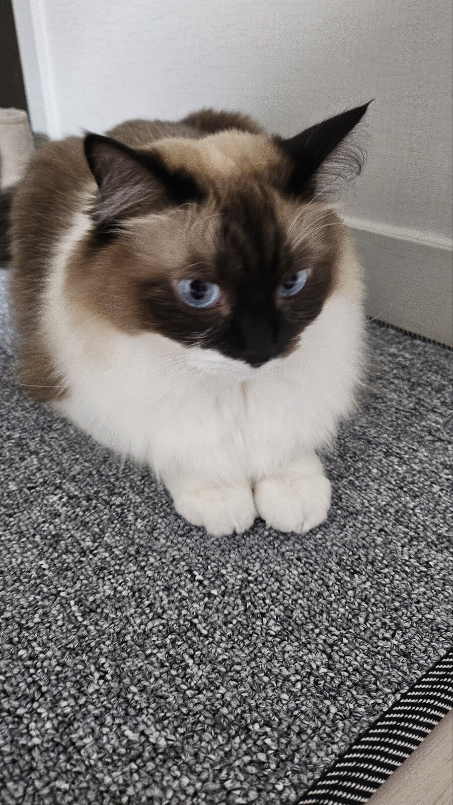 [대충 누나네 고양이 사진들]_2.jpg