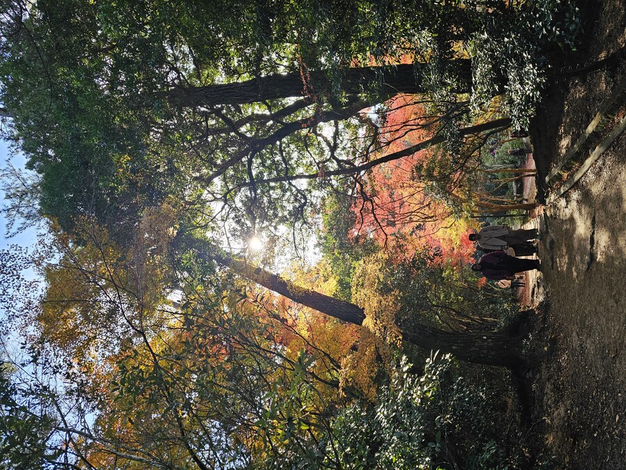 [수기] 일본 세토내해 늦가을 단풍여행 - 2.미야지마-히로시마_20.jpg