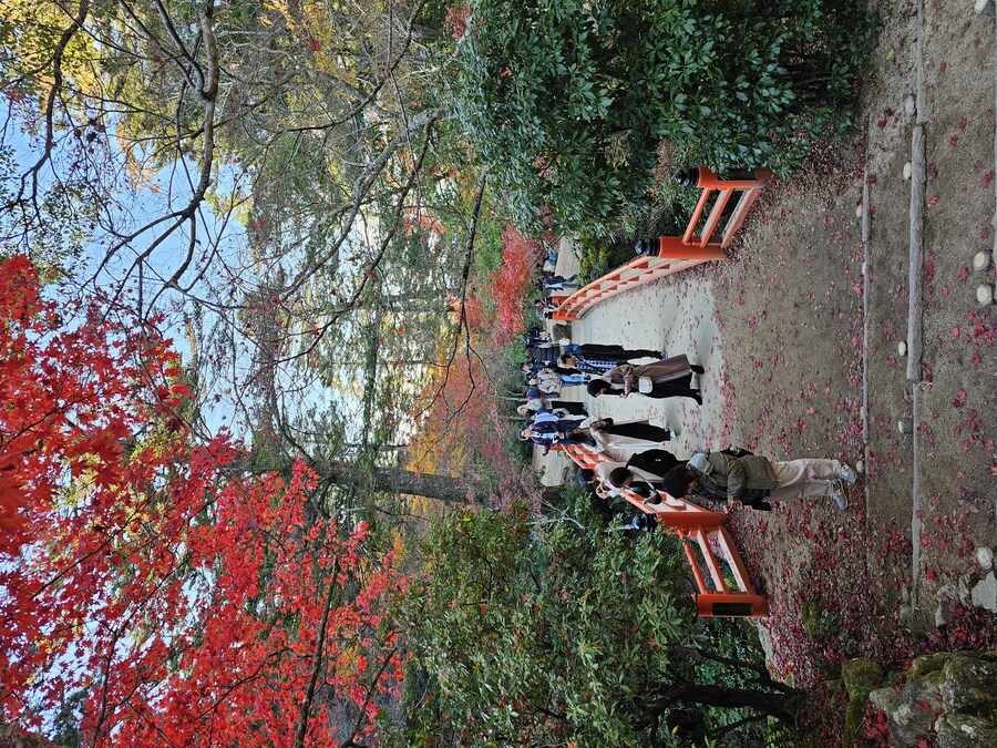 [수기] 일본 세토내해 늦가을 단풍여행 - 2.미야지마-히로시마_34.jpg