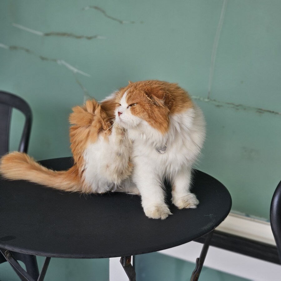 귀욤 섹시 요염한 시원냥 ~_2.jpg