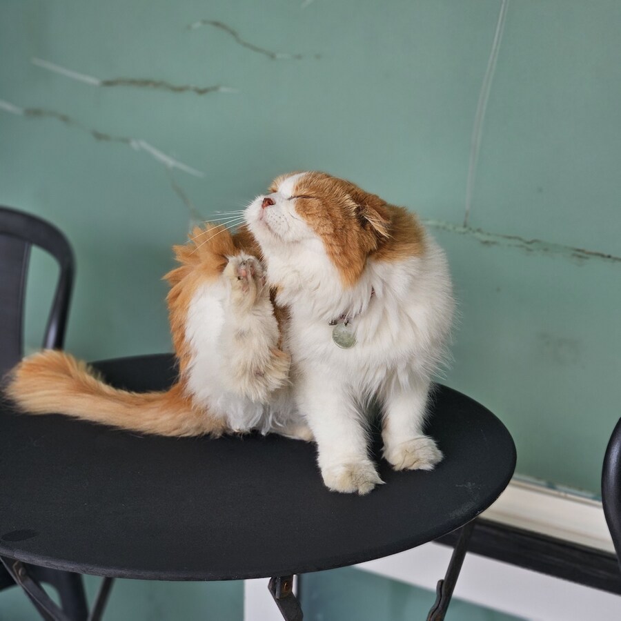 귀욤 섹시 요염한 시원냥 ~_3.jpg