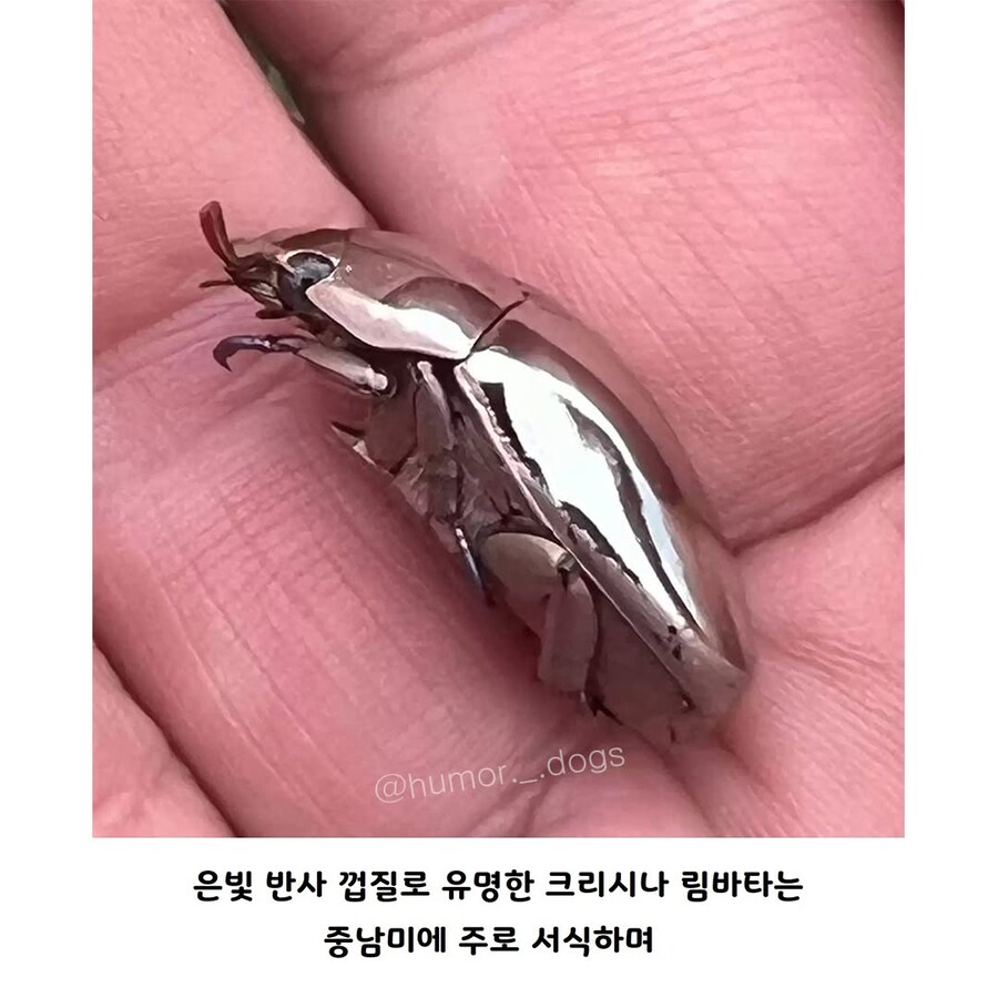 불꽃 4배_2.jpg