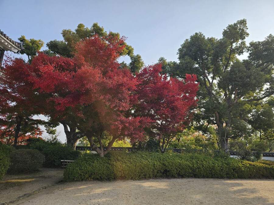 일본 세토내해 늦가을 단풍여행 - 3.오카야마-구라시키_11.jpg