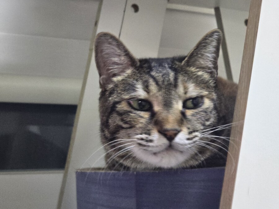 하품하는 야옹이_1.jpg