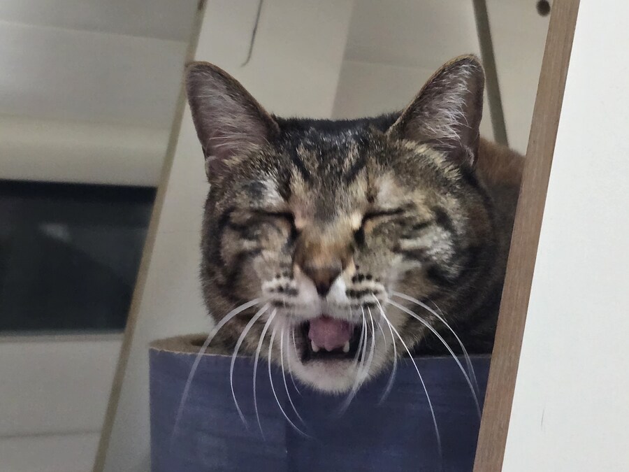 하품하는 야옹이_4.jpg