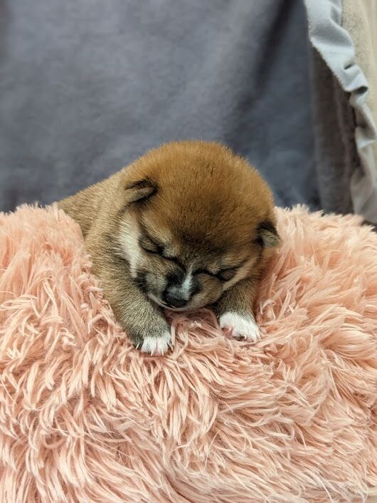 강아지는 귀가 하찮아.jpg_2.jpg