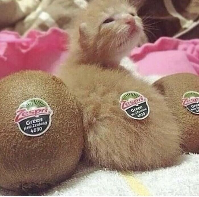 뉴질랜드 키위_1.jpg