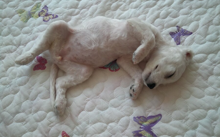 바나가 강아지별로 떠났습니다. (※스압 데이터 주의)_2.jpg