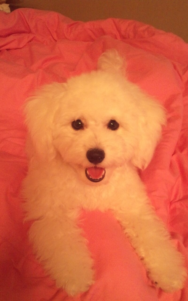 바나가 강아지별로 떠났습니다. (※스압 데이터 주의)_6.jpg