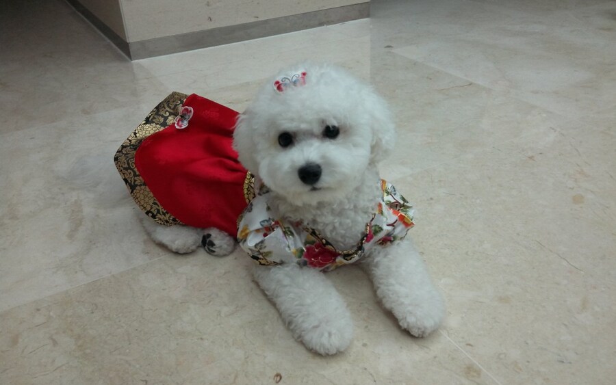 바나가 강아지별로 떠났습니다. (※스압 데이터 주의)_8.jpg