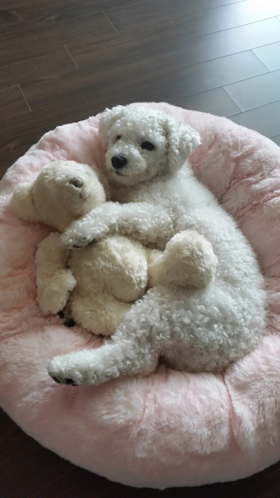 바나가 강아지별로 떠났습니다. (※스압 데이터 주의)_23.jpg