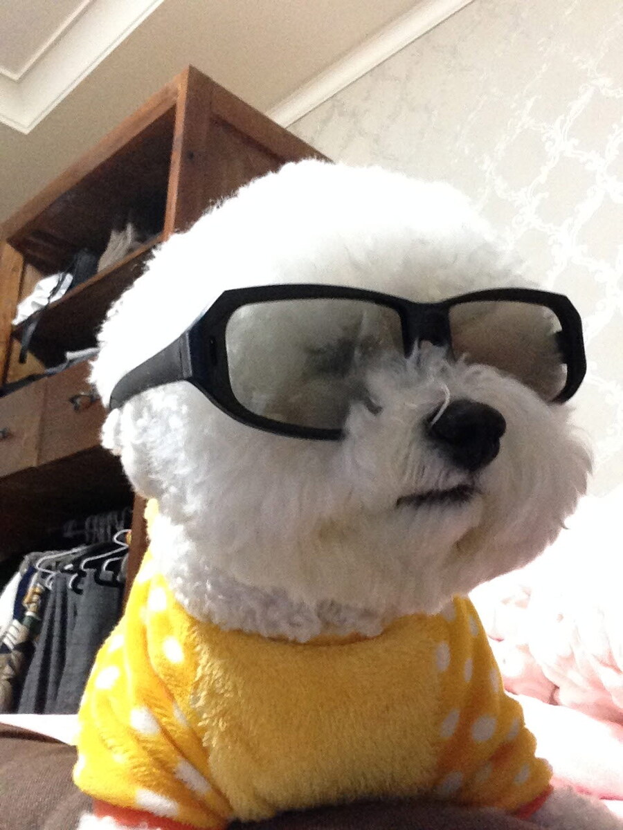 바나가 강아지별로 떠났습니다. (※스압 데이터 주의)_29.jpg